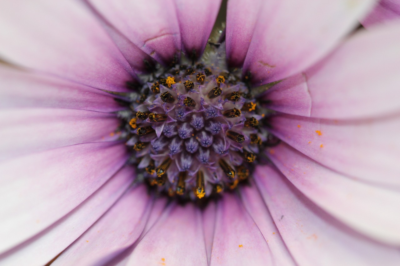 赤峰谷子最新报价及动态分析