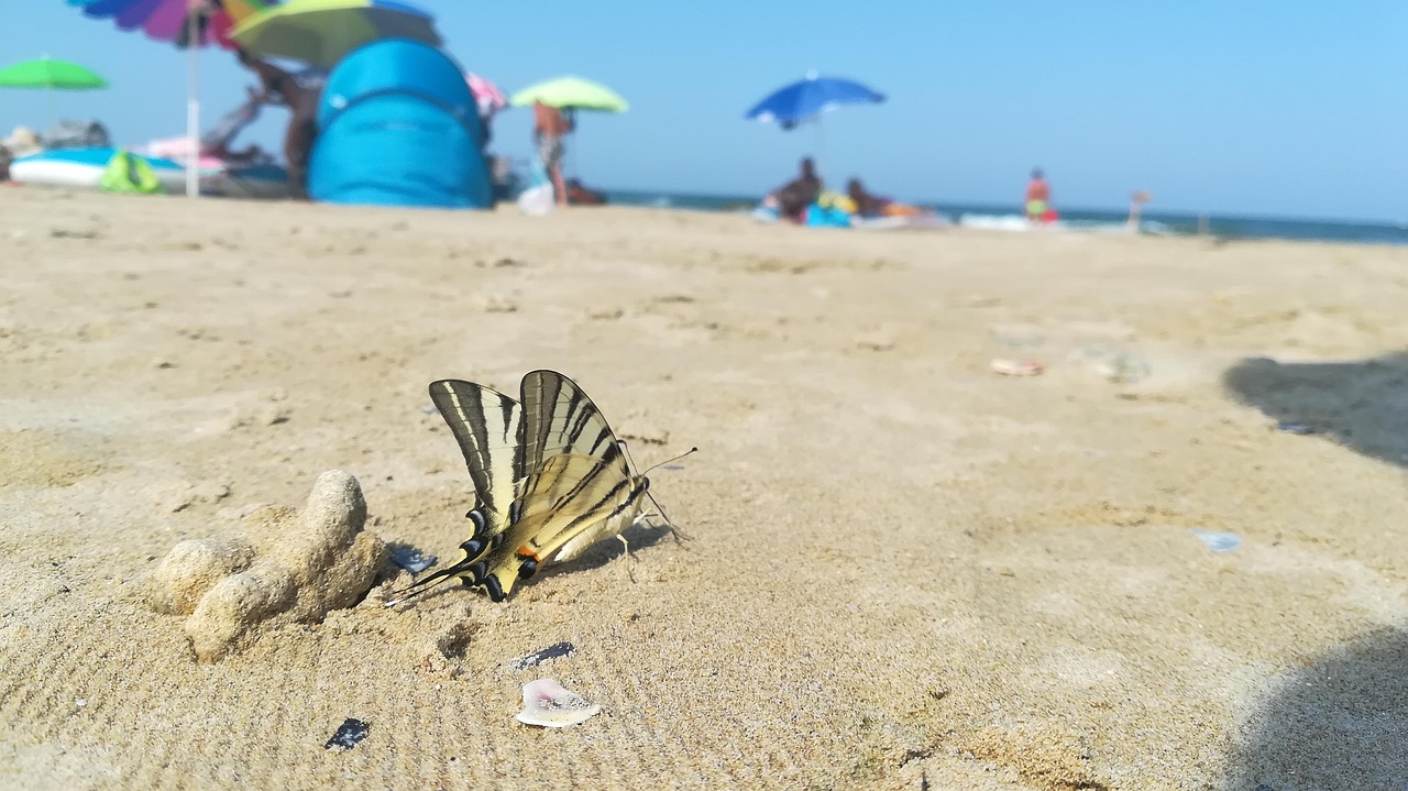 梅山蝴蝶海最新房价动态分析与趋势预测