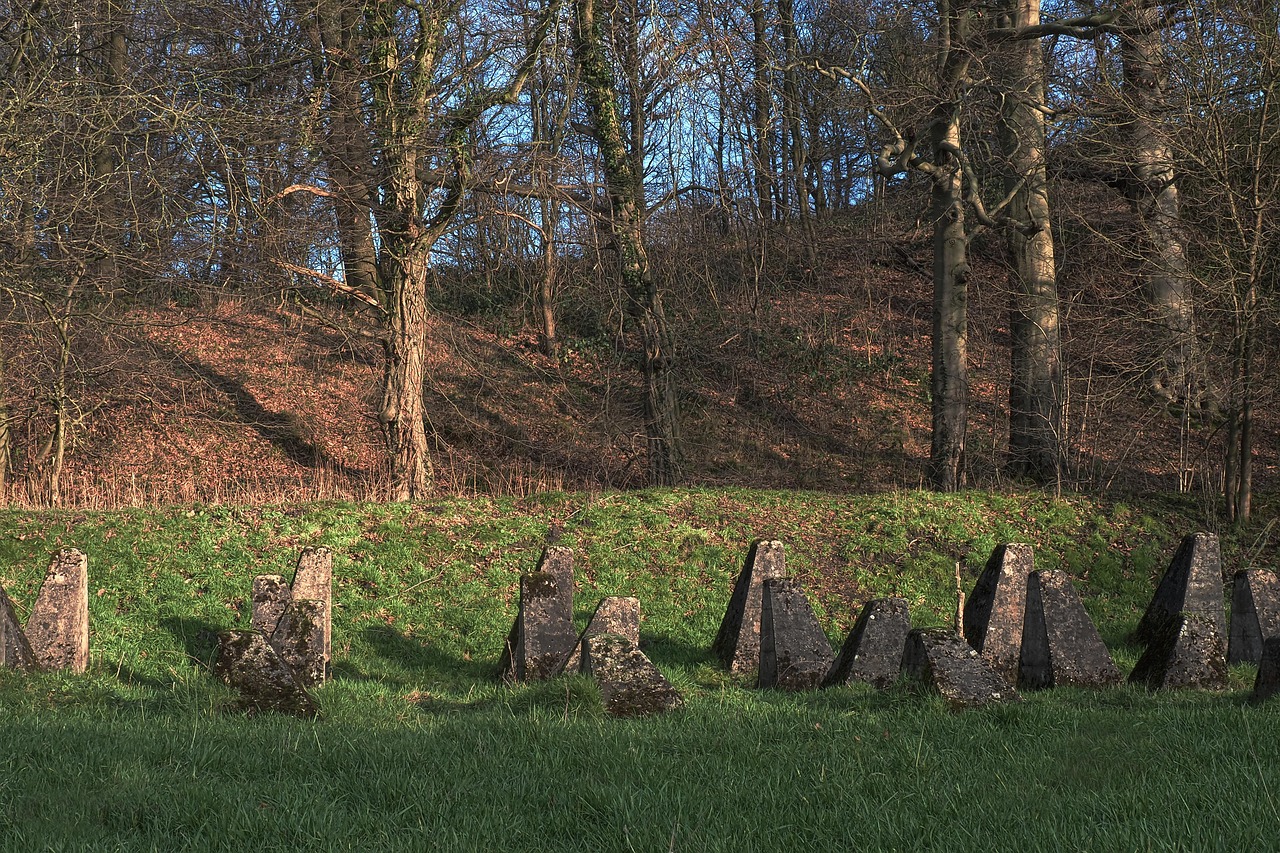 五月最新速生杨树品种详解