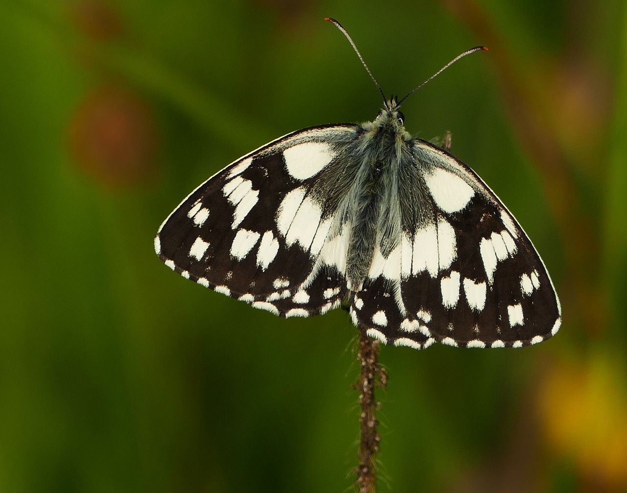 五月黄连市场价格动态,深度解析今日黄连市场趋势