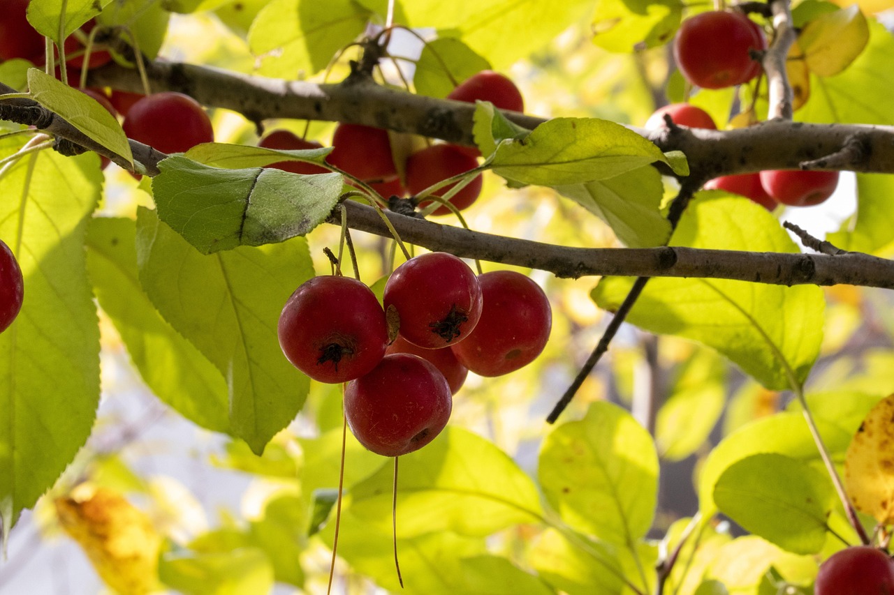 五月淮南晟地绿园的新篇章,最新动态揭秘