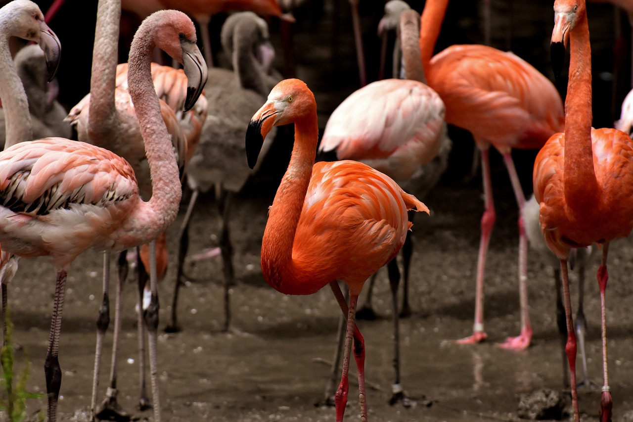 五月大米价格动态走势分析与预测