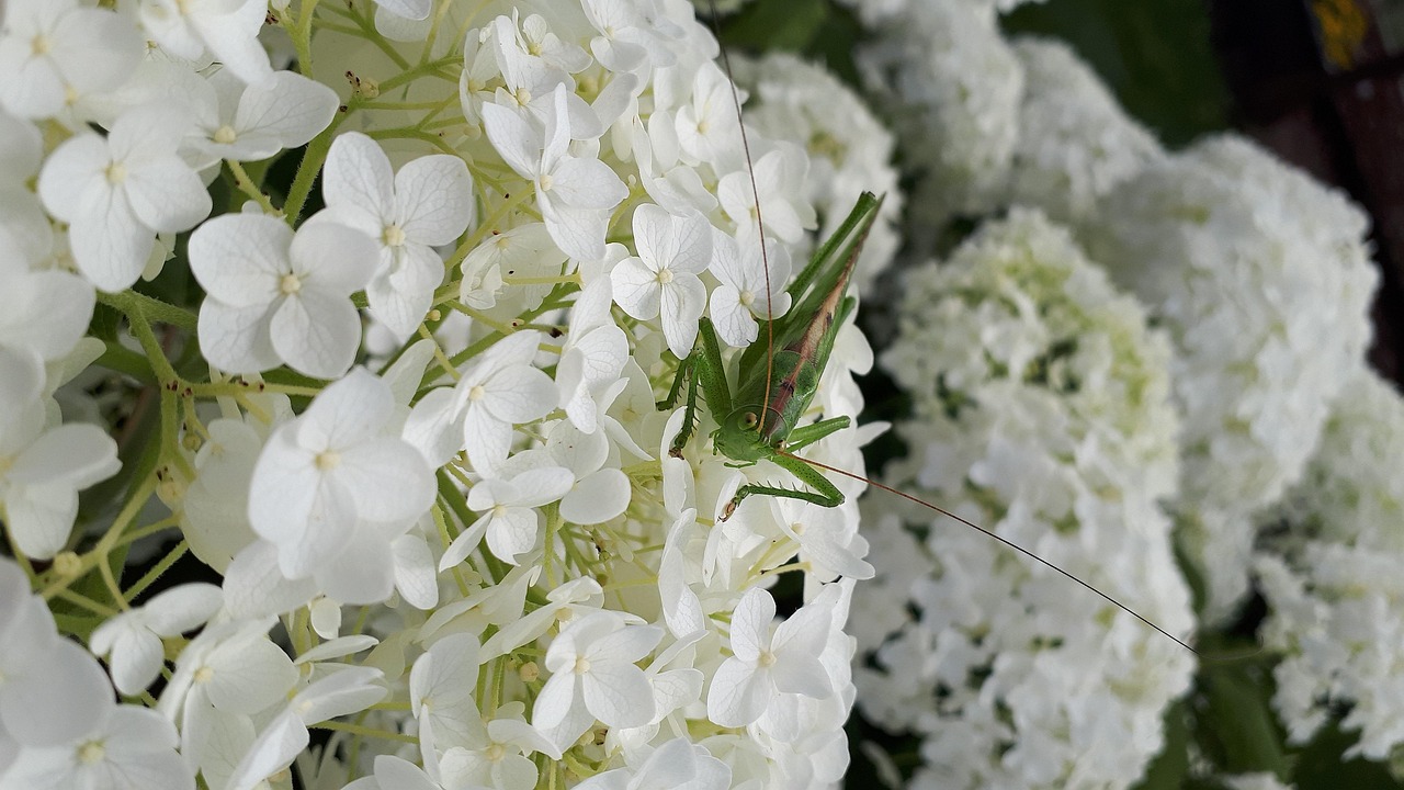 五月全球蝗虫蔓延动态及应对策略